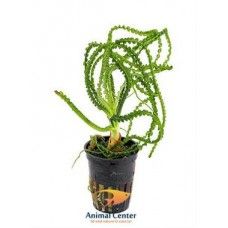 CRINUM CALAMISTRATUM 5 CM POT