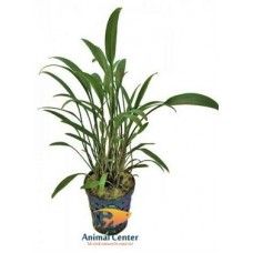 CRYPTOCORYNE AMICORUM 5 CM POT - N