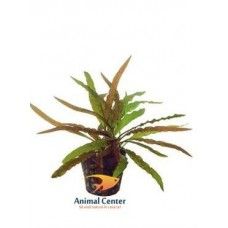 CRYPTOCORYNE COSTATA 5 CM POT - N