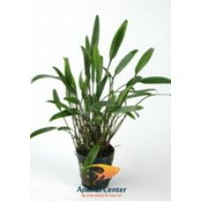 CRYPTOCORYNE NEVELLI 5 CM POT