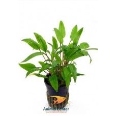 CRYPTOCORYNE WENDTII GREEN 5 CM POT