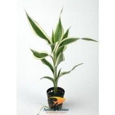 DRACAENA SANDERIANA WHITE 5 CM POT - T
