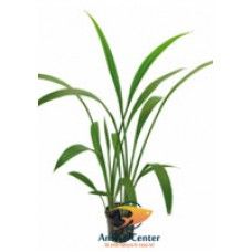 ECHINODORUS DECUMBENS 5 CM POT