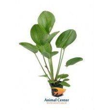 ECHINODORUS HARBII ROSA 5 CM POT