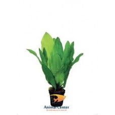 ECHINODORUS MARTII 5 CM POT