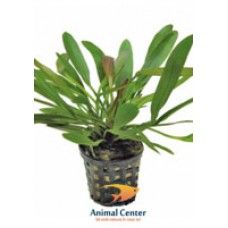 ECHINODORUS RED DEVIL 5 CM POT