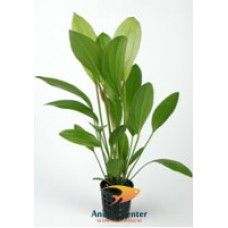 ECHINODORUS ROSE 5 CM POT