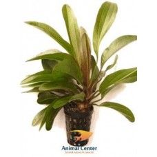 ECHINODORUS RUBIN 5 CM POT