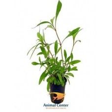 HYGROPHILA CORYMBOSA 5 CM POT