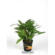HYGROPHILA GUANENSIS 5 CM POT