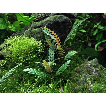 HYGROPHILA PINNATIFIDA 5 CM POT