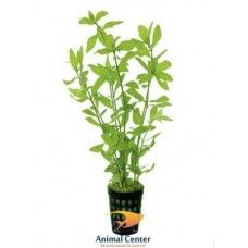 HYGROPHILA ROSAE AUSTRALIS 5 CM POT