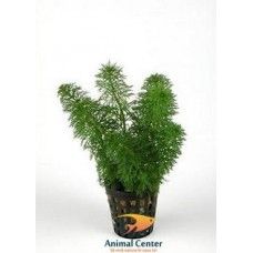 LIMNOPHILA HETEROPHYLLA 5 CM POT