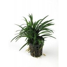 OPHIOPOGON KYOTO 5 CM POT - T, N