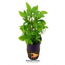 STAUROGYNE REPENS 5 CM POT - N