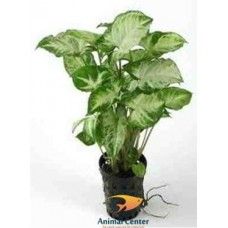 SYNGONIUM PIXII 5 CM POT - T