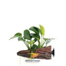 WOOD ANUBIAS NANA BONZAI SIZE XSS