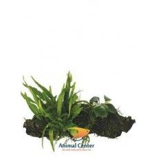 WOOD ANUBIAS-MICROS.-MOSS- X LARGE