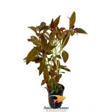 LUDWIGIA GLANDULOSA ECO BUNCH