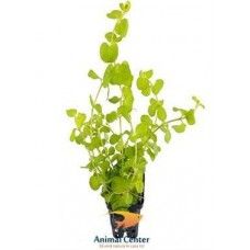 LYSIMACHIA NUMM. AUREA ECO BUNCH