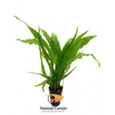 MICROSORIUM PTEROPUS ECO BUNCH