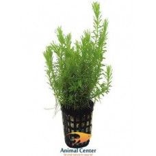 ROTALA WALLICHII ECO BUNCH - N