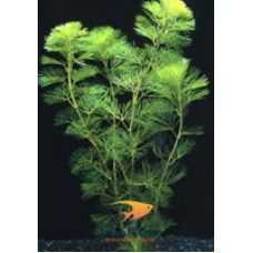 CABOMBA AQUATICA ECO BUNCH