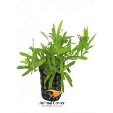 HETERANTHERA ZOSTERIFOLIA ECO BUNCH