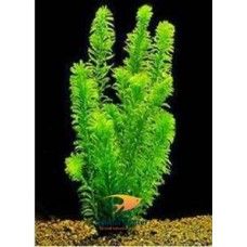 EGERIA NAJAS ECO BUNCH