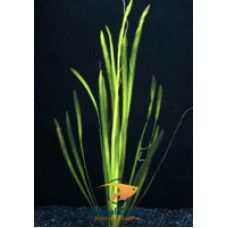 VALLISNERIA SPIRALIS - BUNCH