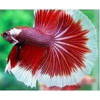 BETTA HALFMOON - masculi