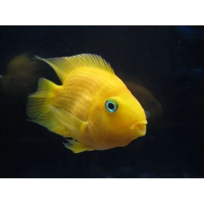 CICLIDE PAPAGAL GALBEN