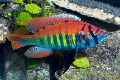 CICLIDE NYEREREI XXL