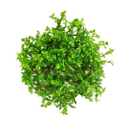 EASY GROW GRATIOLA VISCIDULA NR 118 - N