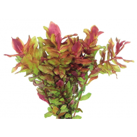 EASY GROW ROTALA H" RA NR 99 - N