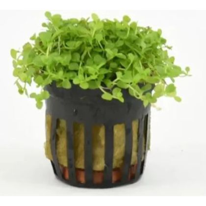 EASY GROW MICRANTHEMUM MONTE CARLO NR 81