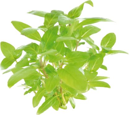 EASY GROW STAUROGYNE REPENS NR - 111