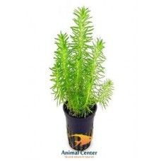 EASY GROW POGOSTEMON ERECTUS NR 87