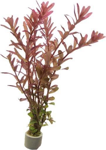 ROTALA BLOOD RED BUNCH