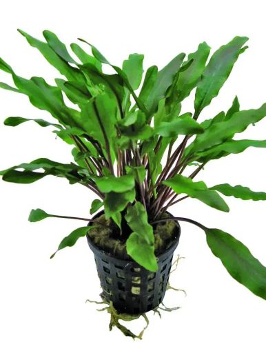 CRYPTOCORYNE MIXED 5 CM POT