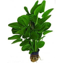 ECHINODORUS MIX 5 CM POT