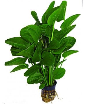 ECHINODORUS MIX 8 CM POT