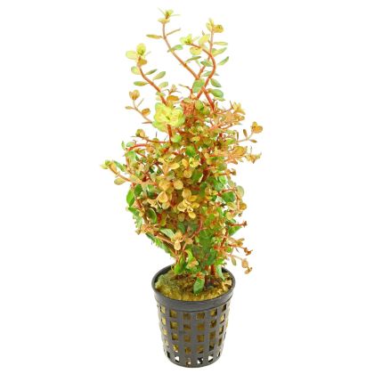 ROTALA ORANGE JUICE 5 CM POT