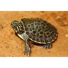 BROSCUTA RIVER COOTER