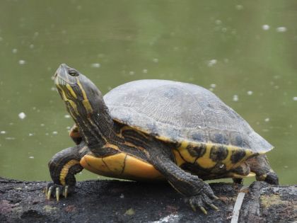 BROSCUTA TRACHEMYS VENUSTA