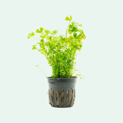 MARSILEA CRENATA 5 CM POT - N