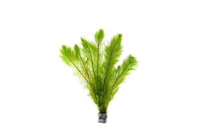 MYRIOPHYLLUM TENTRANDUM ECO BUNCH