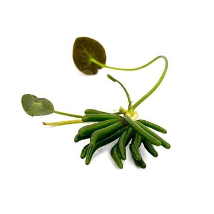 NYMPHOIDES AQUATICA BULB+LEAF