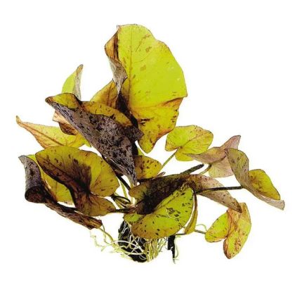 NYMPHAEA ZENKERI BULB+LEAF - N