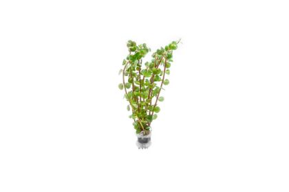 ROTALA WAYANAD 5 CM POT - N